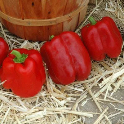 Pepper Sprinter Organic Seeds